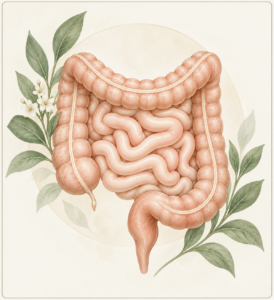 acupuntura para transito intestinal